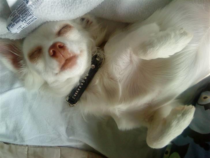 Chihuahua Rico Luigi Don Luciano billede 14