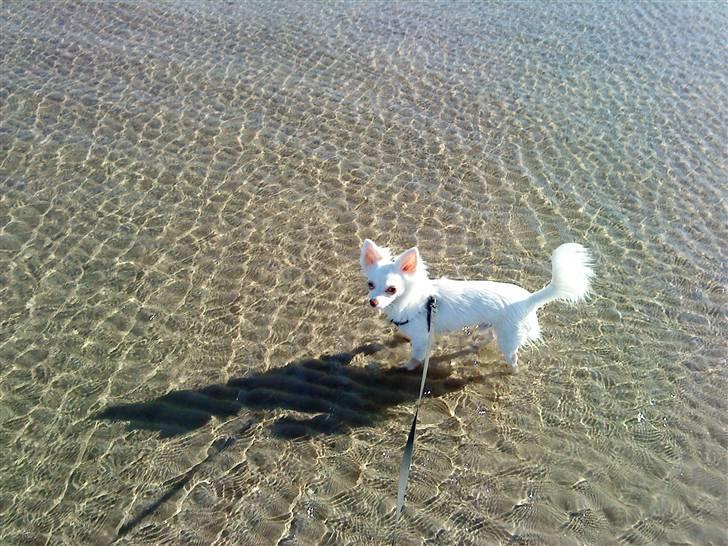Chihuahua Rico Luigi Don Luciano billede 15