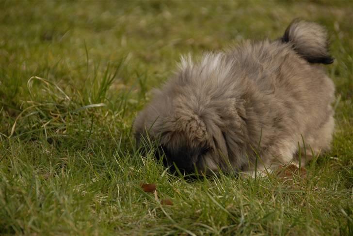 Pekingeser chiquila - chiquila som oftes med snuden i jorden, man skulle tro hun var sporhud billede 2