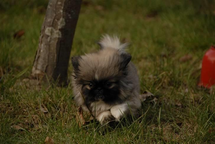 Pekingeser chiquila billede 3