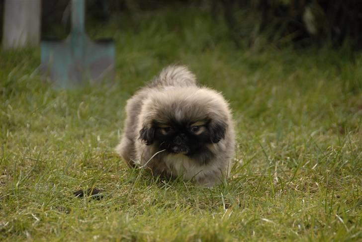 Pekingeser chiquila billede 4