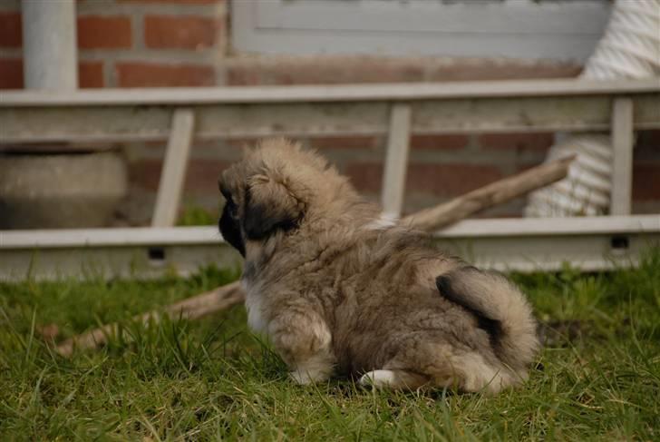 Pekingeser chiquila billede 5