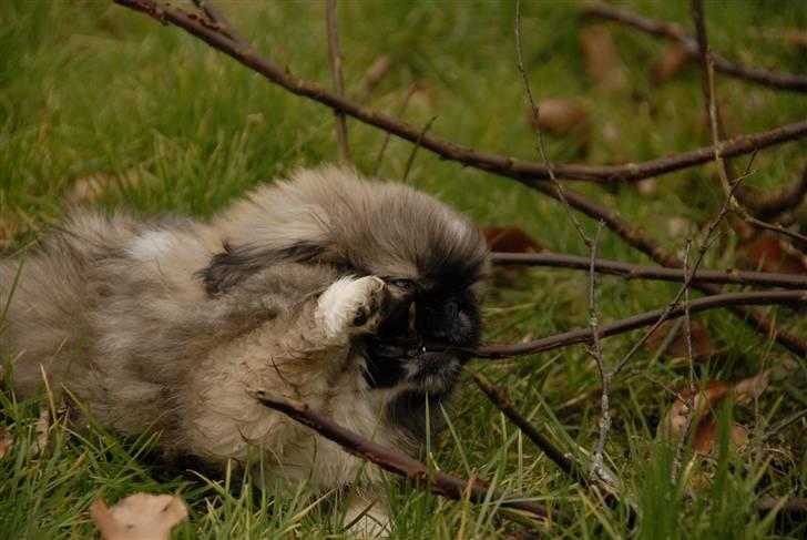 Pekingeser chiquila - lad så vær at tage billeder jeg er jo ved at nedlægge en gren billede 6