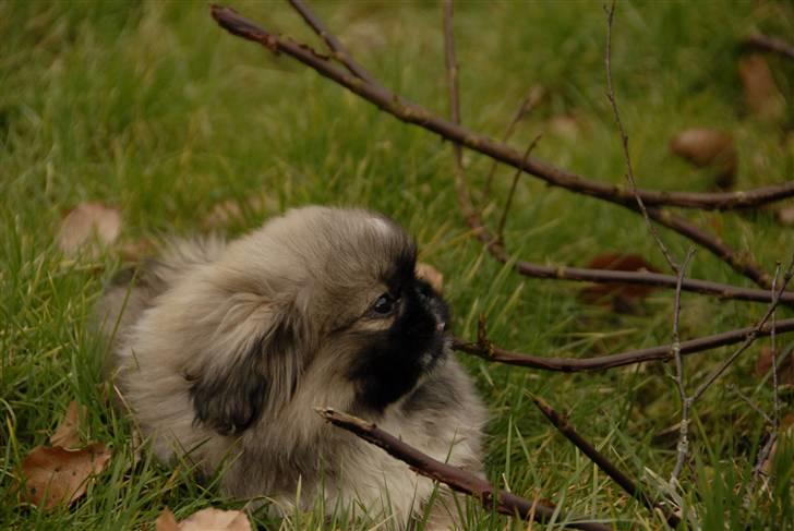 Pekingeser chiquila - jag skal nok få den billede 7
