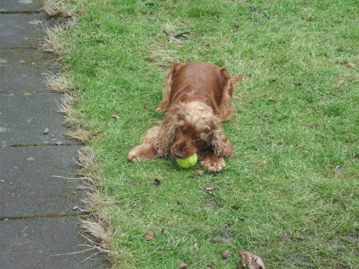 Cocker spaniel Lady - Lady i haven billede 6