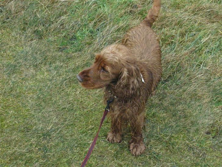 Cocker spaniel Lady billede 7