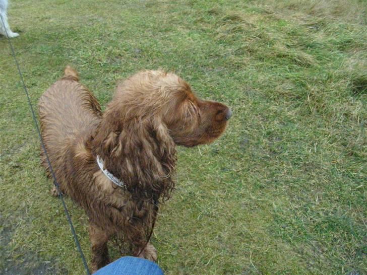 Cocker spaniel Lady billede 8