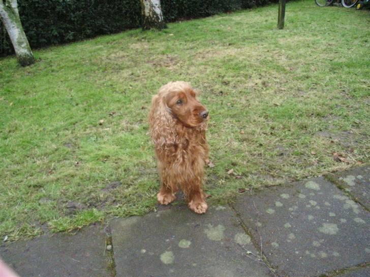 Cocker spaniel Lady billede 9