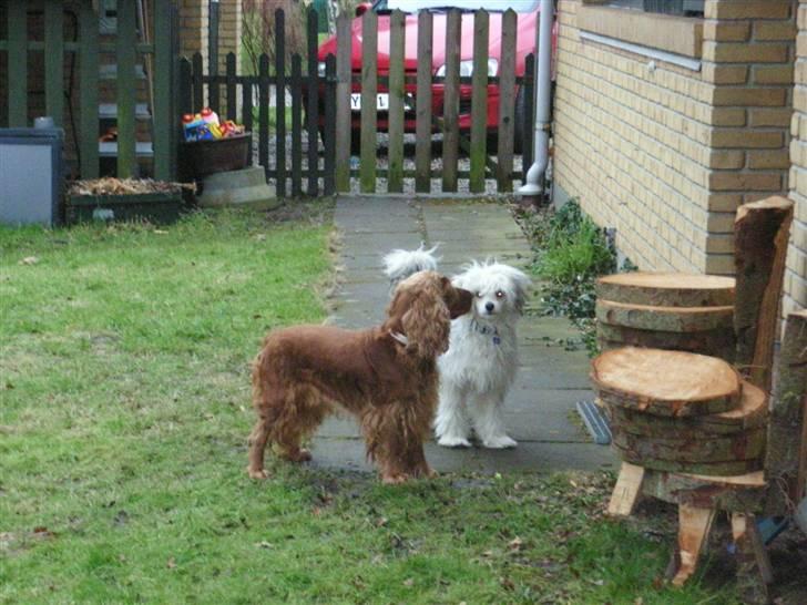 Cocker spaniel Lady billede 10