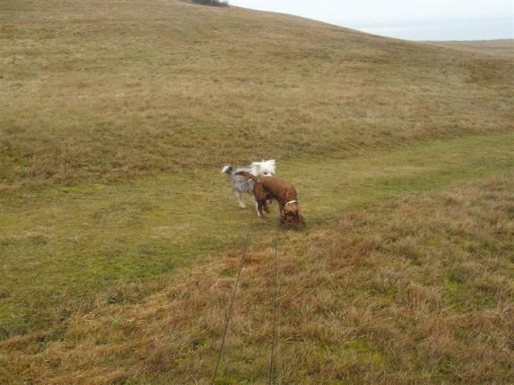 Cocker spaniel Lady billede 11