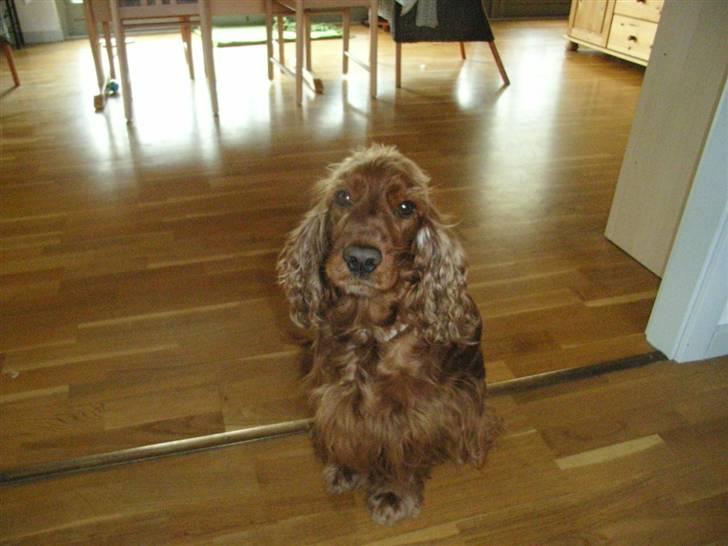 Cocker spaniel Lady billede 12