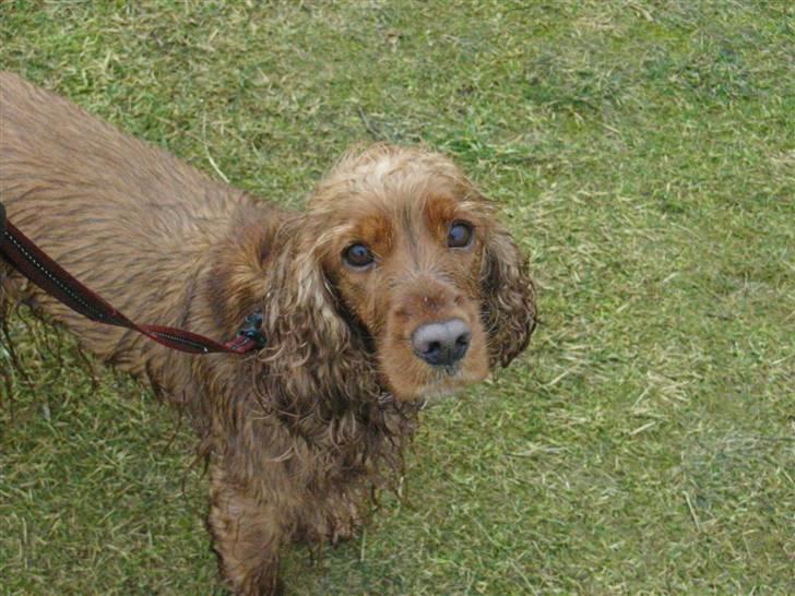 Cocker spaniel Lady billede 13