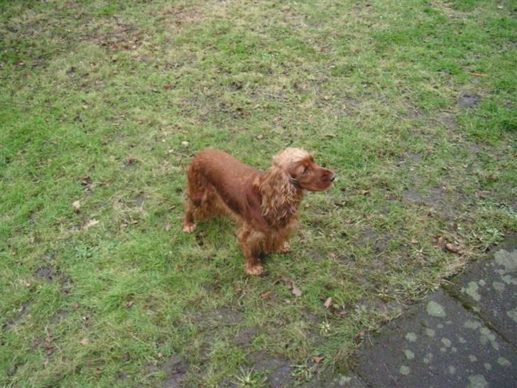 Cocker spaniel Lady billede 14