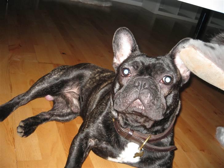 Fransk bulldog hugo billede 1