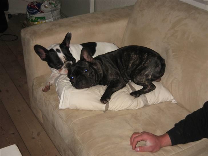 Fransk bulldog hugo billede 2