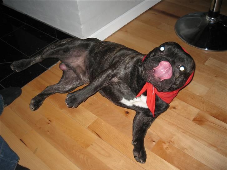 Fransk bulldog hugo billede 3