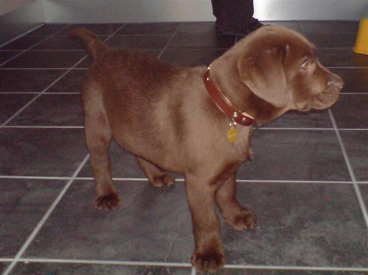 Labrador retriever Balou - 2) Balou som lille baby. Den dag vi fik ham hjem billede 2
