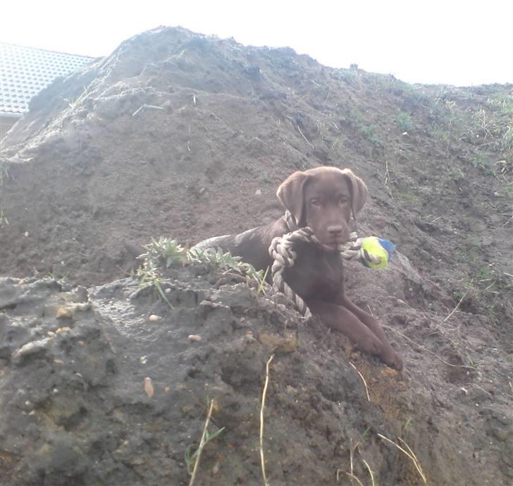 Labrador retriever Balou - 3) Balou som bjergbestiger billede 3