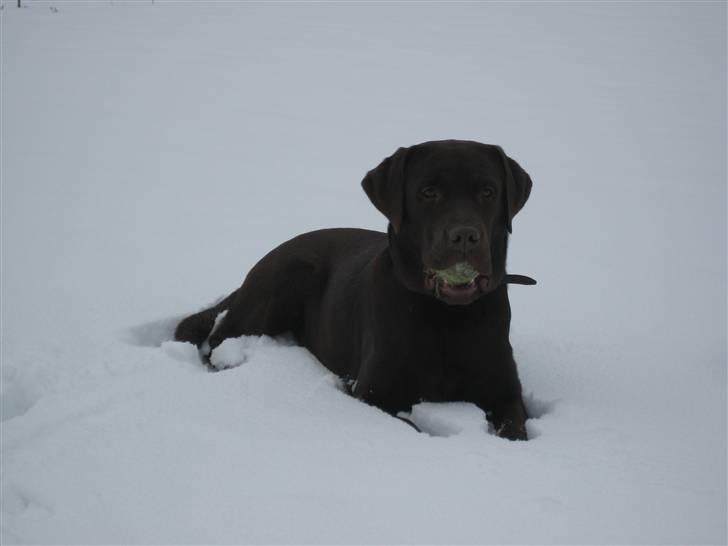 Labrador retriever Balou - 4) Balou i sneen billede 4