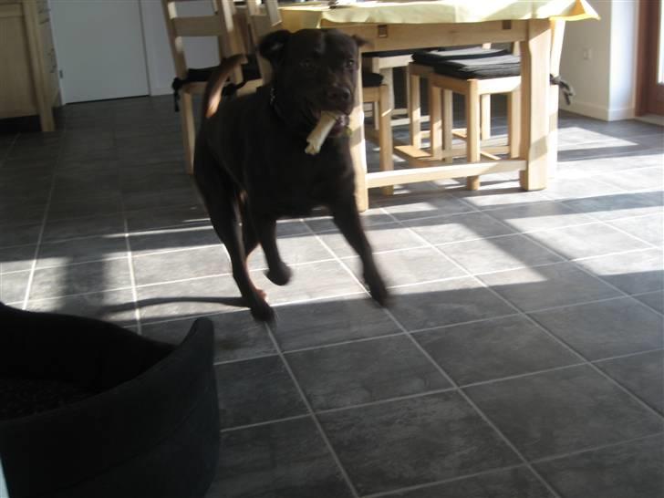 Labrador retriever Balou - 6) Jubbiiiii!!!! Et kødben billede 6