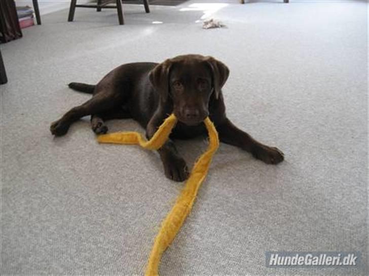 Labrador retriever Balou - 7) Hvor har han bare et nuttet hovede på det billede!! billede 7