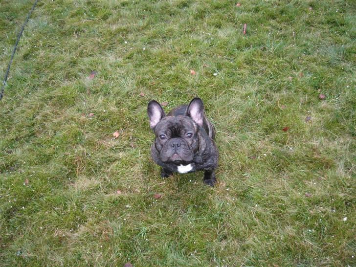 Fransk bulldog hugo billede 5