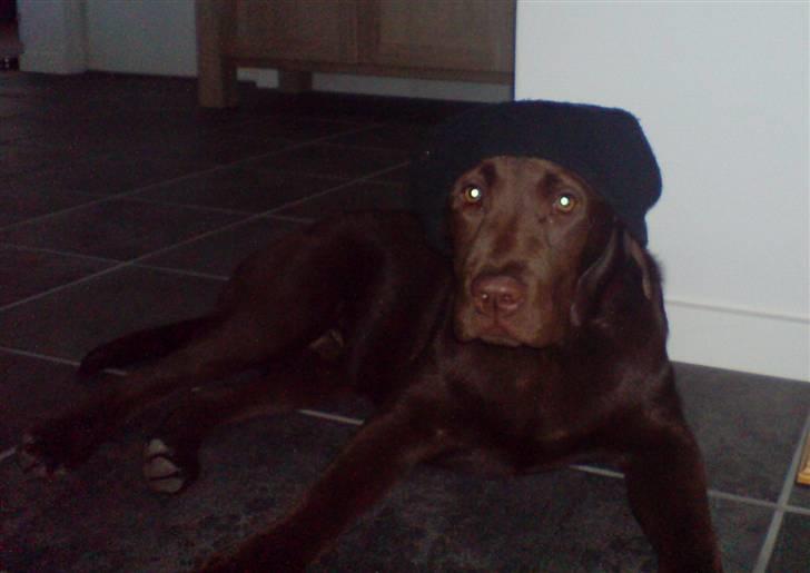 Labrador retriever Balou - 8) Yoo!! Balou som gangster:P billede 8