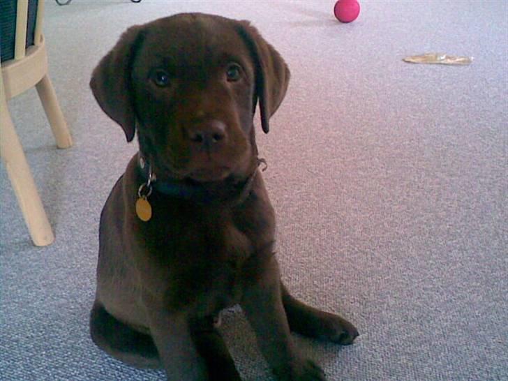 Labrador retriever Balou - 9) Balou som baby. 2. dag vi havde ham hjemme billede 9