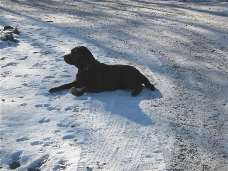 Labrador retriever Balou - 10) Balou i sneen billede 10