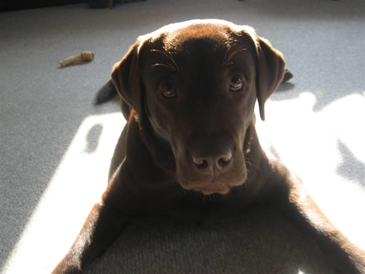 Labrador retriever Balou - 12) "Det var altså ikk mig" billede 11