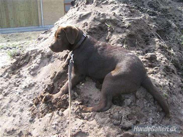 Labrador retriever Balou - 13) På jordhøjen billede 12