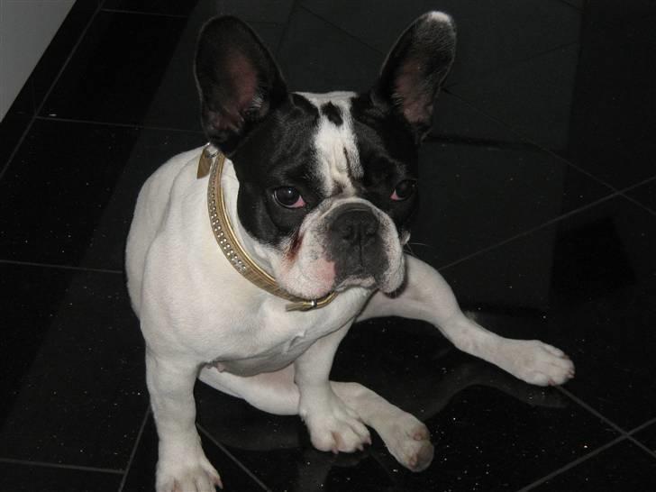 Fransk bulldog hugo - hugos helsøster og aller bedste ven billede 6