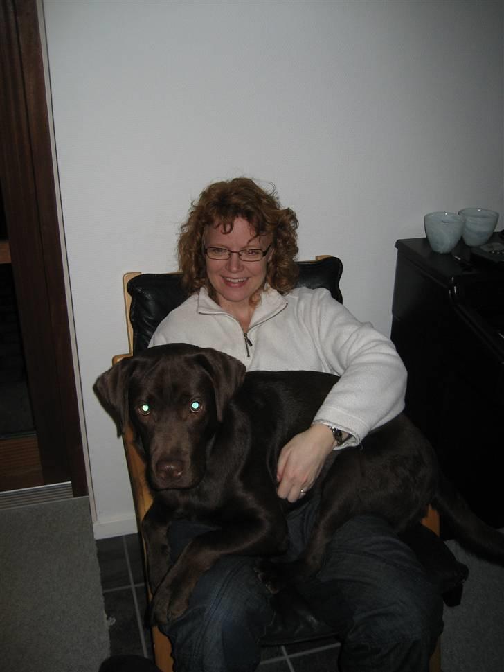 Labrador retriever Balou - 14) Han er da en lille skødehund billede 13