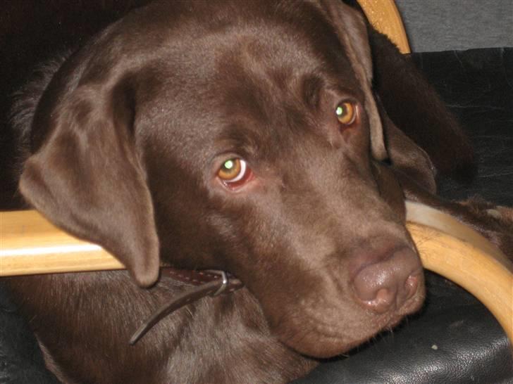 Labrador retriever Balou - 15) Ja, uskyldig kan man altså godt se ud:P billede 14