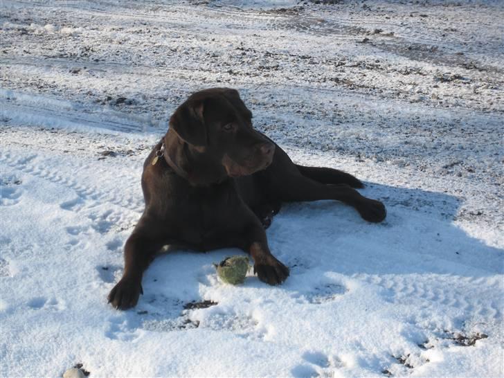 Labrador retriever Balou billede 15