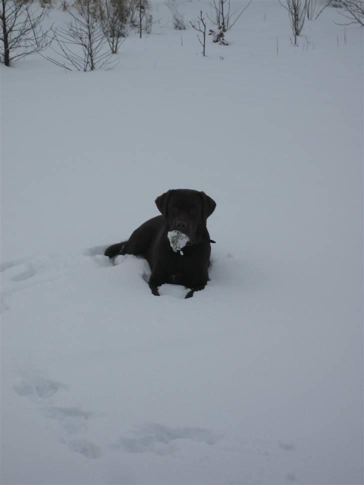 Labrador retriever Balou billede 16