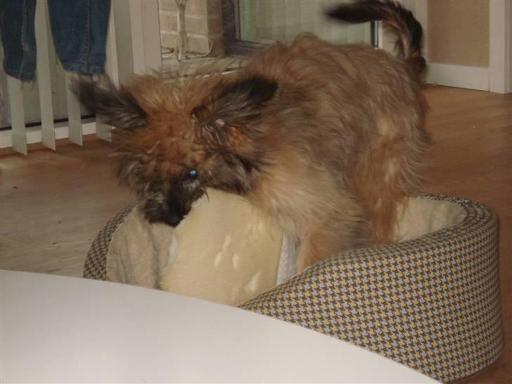 Pyrenæisk hyrdehund Coco billede 10