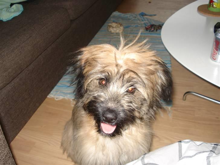 Pyrenæisk hyrdehund Coco billede 11