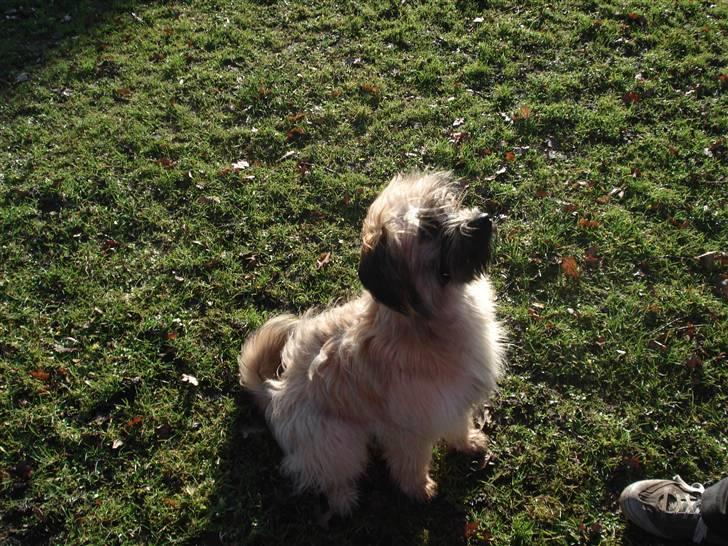 Pyrenæisk hyrdehund Coco billede 13
