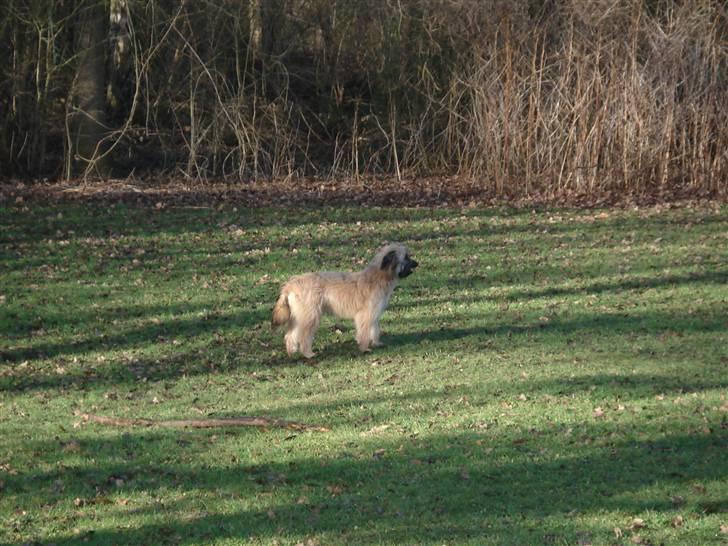Pyrenæisk hyrdehund Coco billede 14