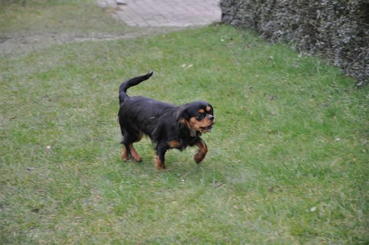 Cavalier king charles spaniel - Bella - (NYT d. 16/3-09) Bella på græsplænen .. :) billede 16