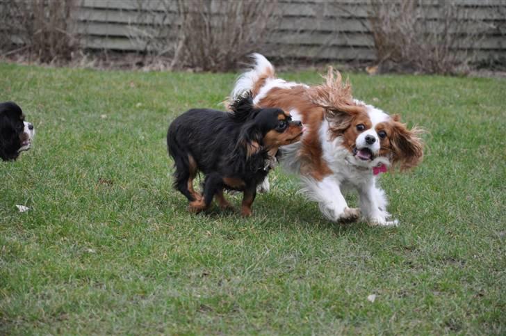 Cavalier king charles spaniel - Bella - (NYT d. 16/3-09) Bella med Perle .  billede 17