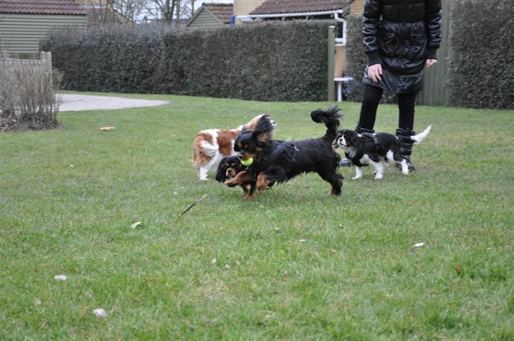 Cavalier king charles spaniel - Bella - (NYT d. 16/3-09) Bella med alle hundene .. =) billede 18