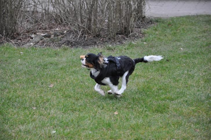 Cavalier king charles spaniel - Bobby - d. 16/3-09 I fuldfart :D billede 19