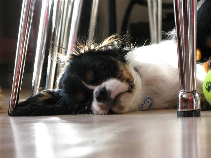 Cavalier king charles spaniel - Bobby - Bobby takker for kigget, nu vil han sove videre .. xD Fotograf: Sarah (mig) (d.13/2-09) billede 20