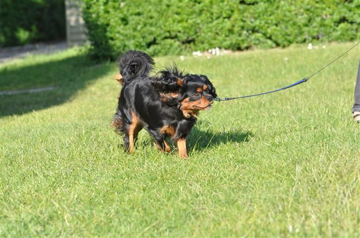 Cavalier king charles spaniel - Vildas Max billede 16