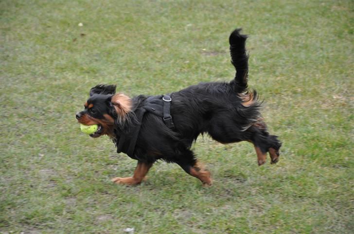 Cavalier king charles spaniel - Vildas Max - d. 16/3-09 billede 17