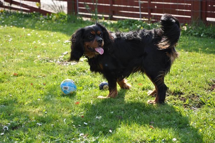 Cavalier king charles spaniel - Vildas Max - Bold-egoist xD billede 18