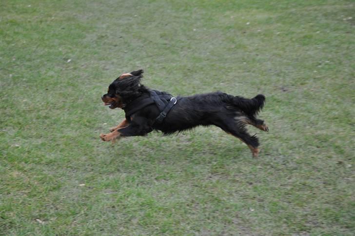 Cavalier king charles spaniel - Vildas Max - d. 16/3-09 billede 19
