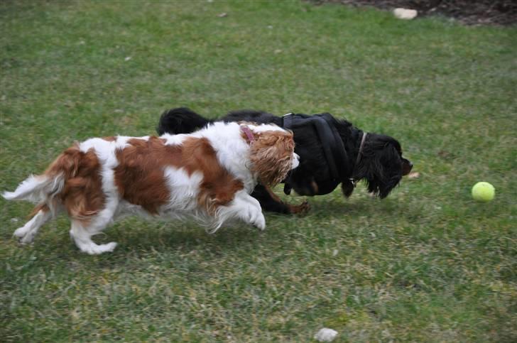 Cavalier king charles spaniel - Vildas Max - d. 16/3-09 billede 20